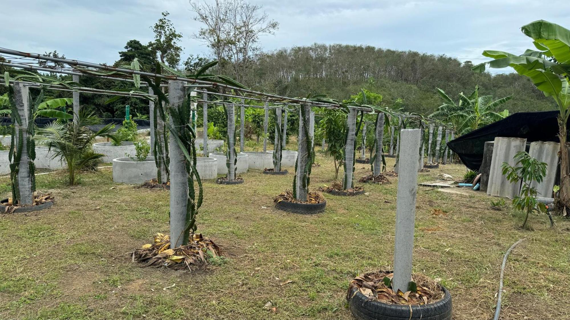 Greenheart Garden View Camp Phuket Praia de Kata Exterior foto